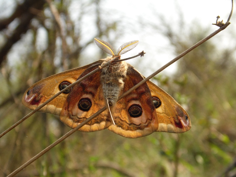 Saturna pavoniella